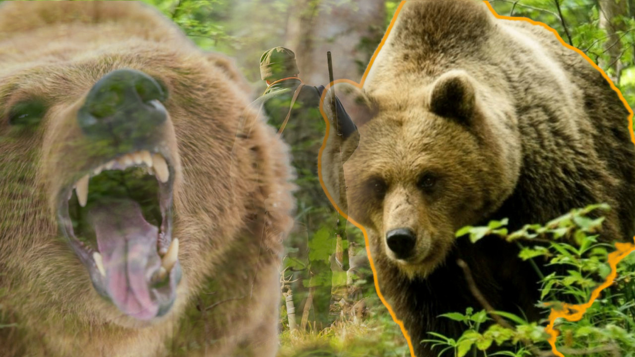 НАПАД МЕДВЕДА: Скотрљали се заједно низ падину