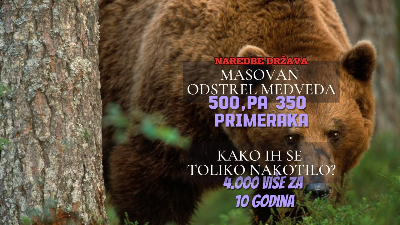 КАКО СУ СЕ ТОЛИКО НАКОТИЛИ? Одстрел медведа,500 па350 комада