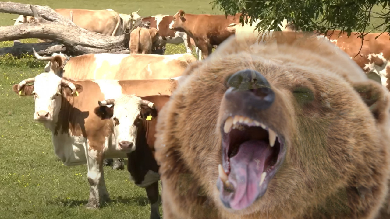 Medved ubio vola od 700 kila - meštani u strahu