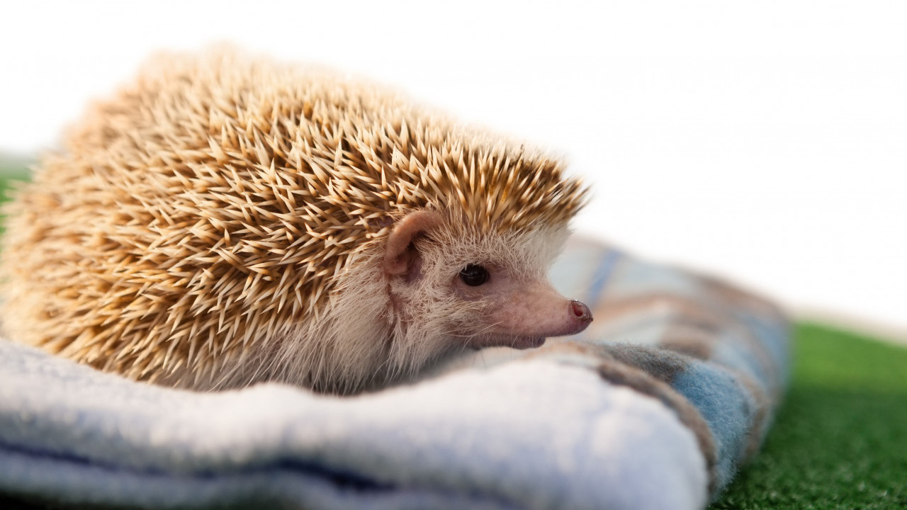 НЕ ДОЛАЗИ БИЛО ГДЕ: Шта значи ако видите јежа у башти?