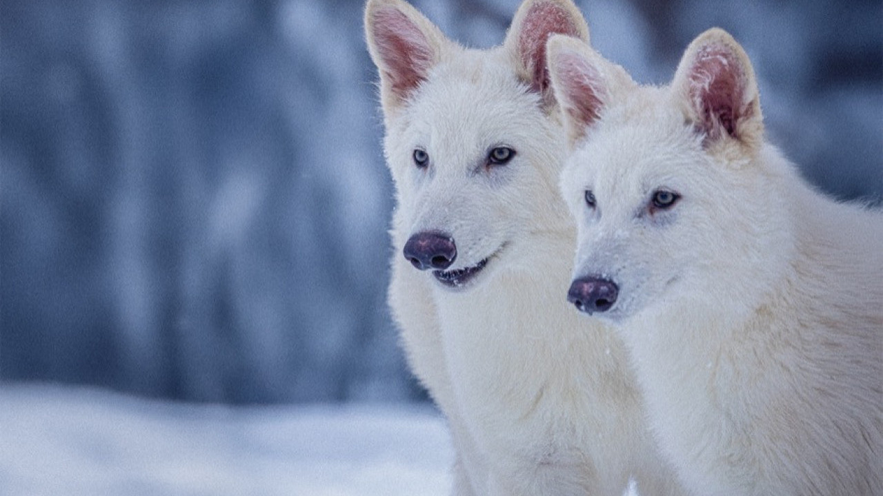 NAUČNICI: OŽIVLJENA vrsta vuka koja je IZUMRLA pre 12.000LETA