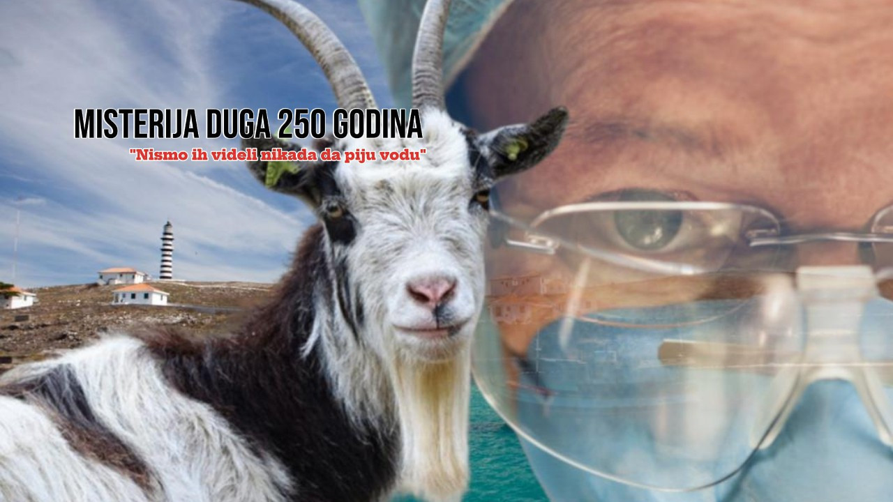 Козе преживеле 250 година БЕЗ КАПИ ВОДЕ на изолованом острву