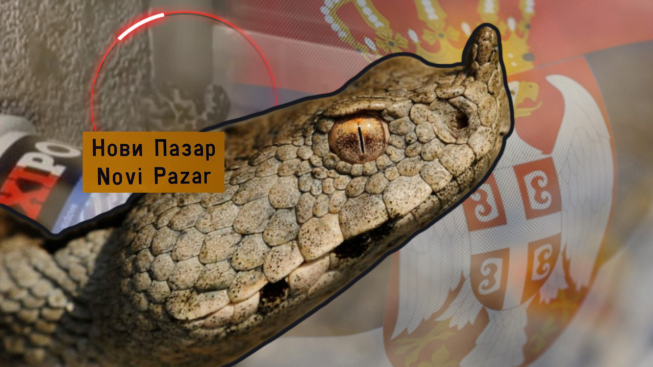 U SRPSKOM GRADU PRONAĐENA NAJOTROVNIJA ZMIJA EVROPE