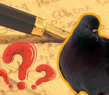 MNOGI SE IZNENADE: Kako golub pismonoša zna put do kuće?