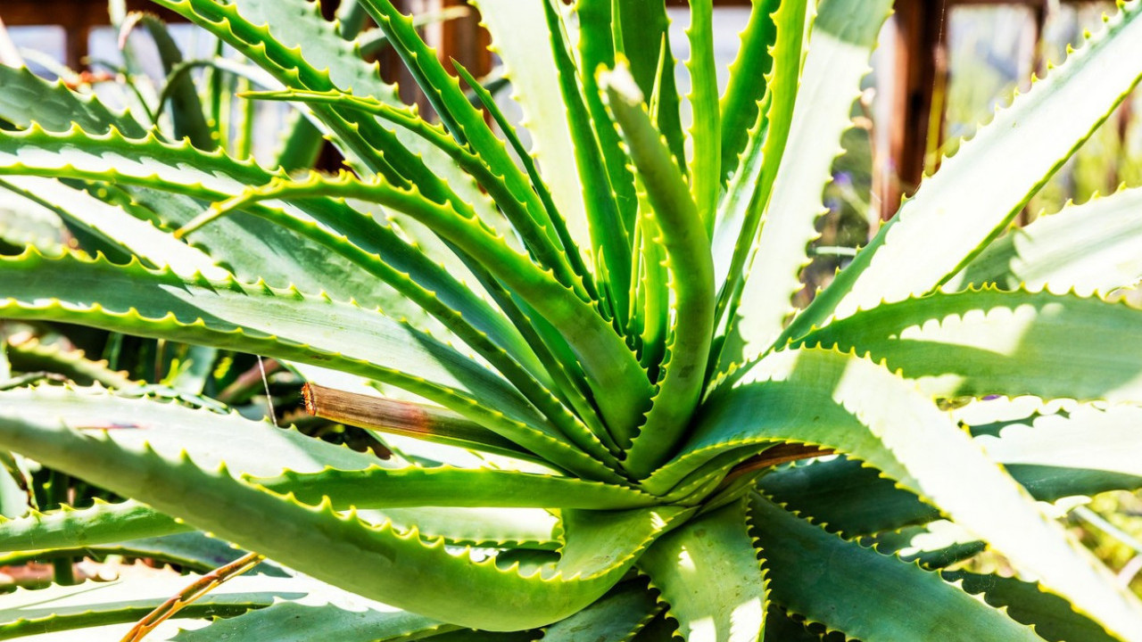 PROČIŠĆAVA TELO I DUH:  Biljka koju morate imati u domu!