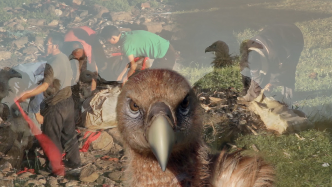 JEZIVA TIBETANSKA SAHRANA: Tela mrtvih ostavljaju lešinarima