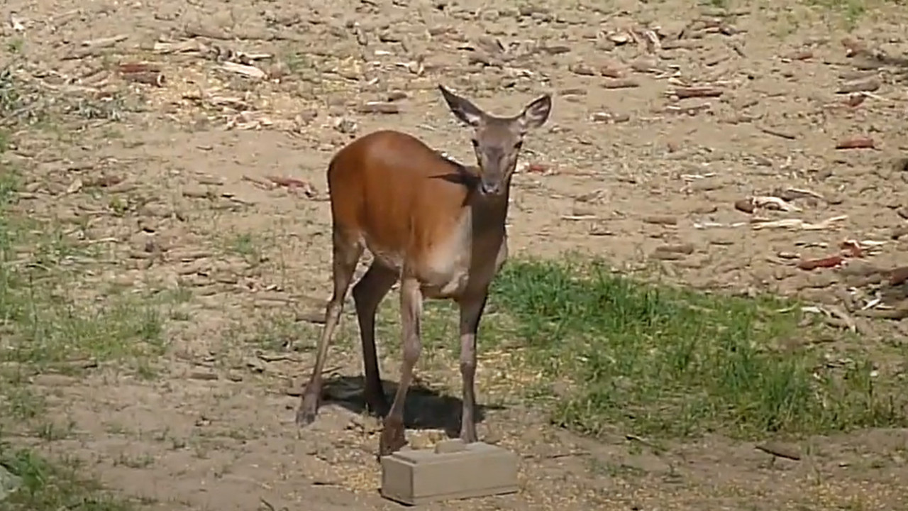 NIJE LANE, NI BAMBI: Znate li kako se zove mladunče košute?