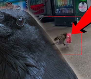 „Aj ti sad šefu objasni da je vrana pojela proizvod“