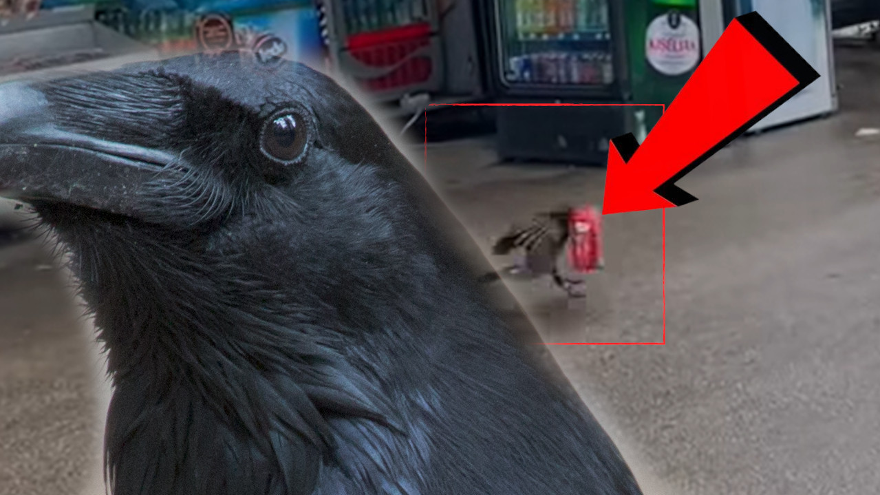 „Ај ти сад шефу објасни да је врана појела производ“