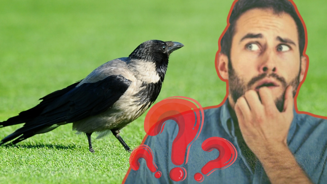 MOGU BITI OPASNE: Kako se odbraniti ako vas napadnu VRANE?