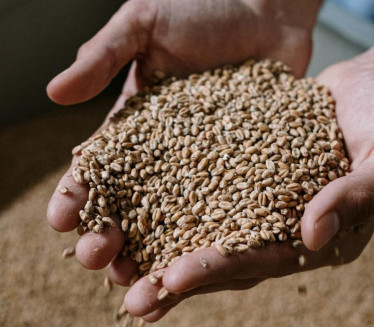 ČUVA VAŠU MLDOST: Ova žitarica puna je kolagena