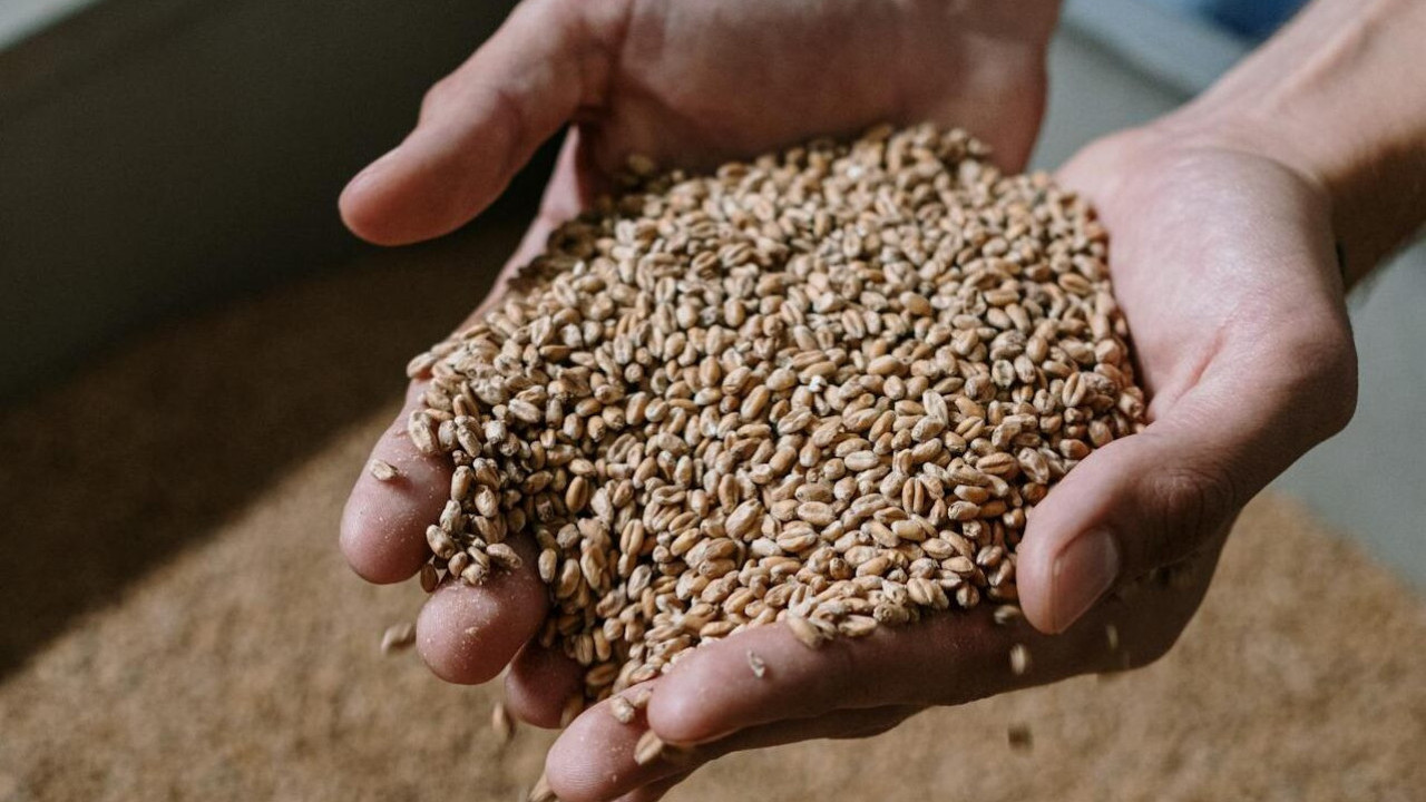 ČUVA VAŠU MLDOST: Ova žitarica puna je kolagena