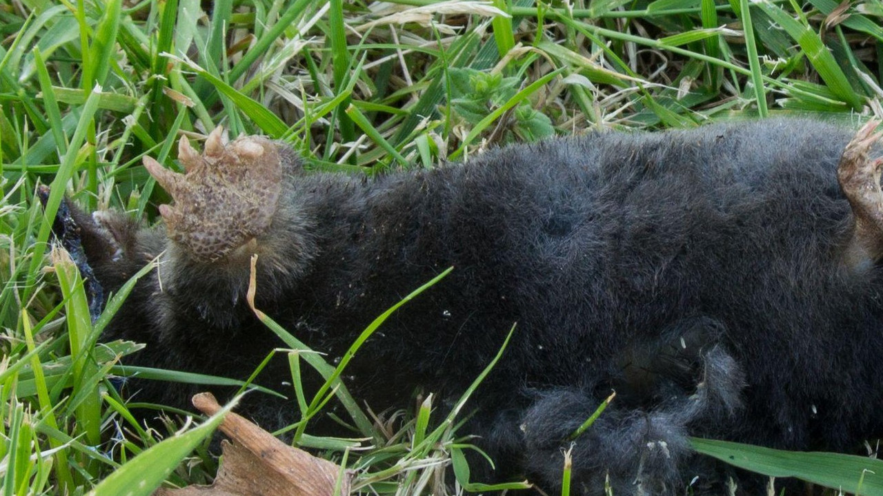 ОДМАХ ЋЕ ПОБЕЋИ ИЗ ДВОРИШТА: Ево како отерати КРТИЦЕ