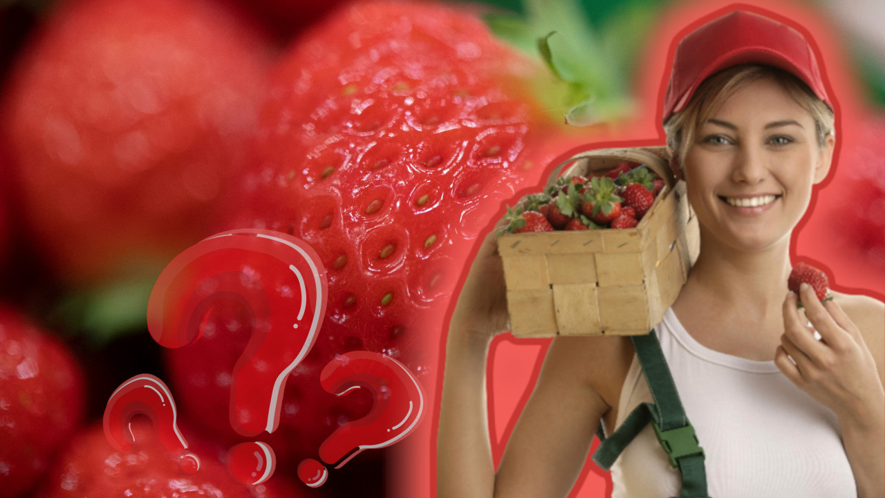 TRIK BAŠTOVANA: Kako da vam jagode rađaju sve do jeseni?