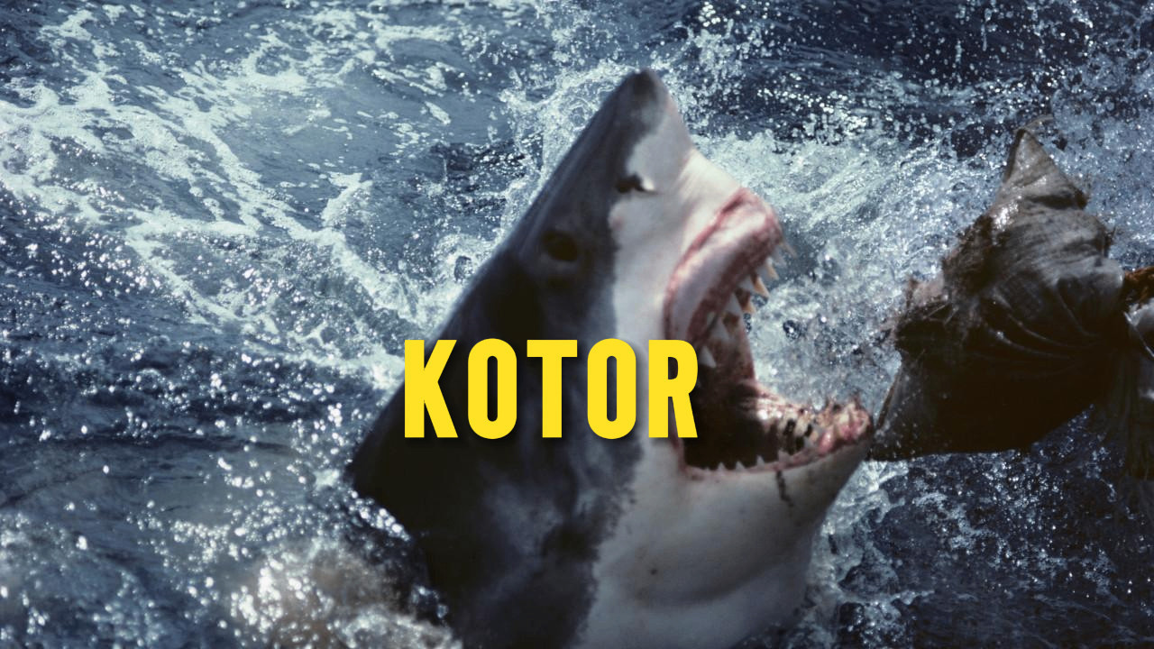 3. U 30 LETA: Velika bela ajkula uhvaćena kod Kotora (FOTO)