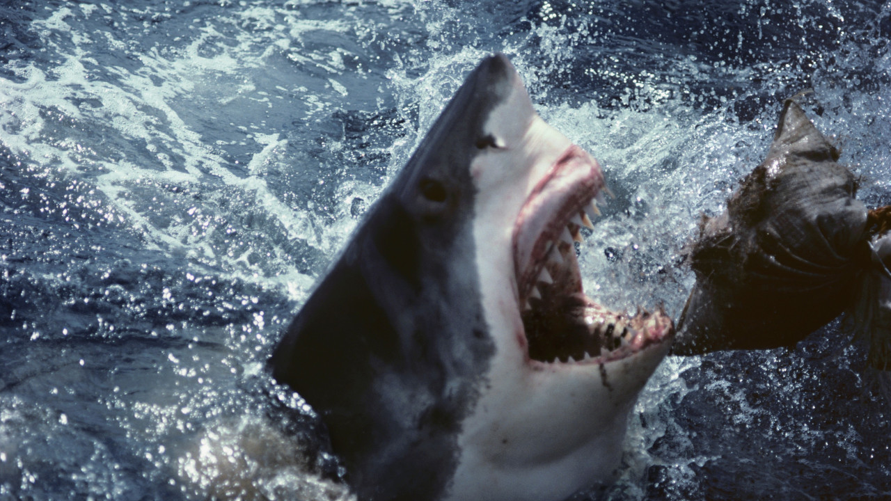 VODA CRVENA OD KRVI: Horor na plaži - ajkula napala mladića