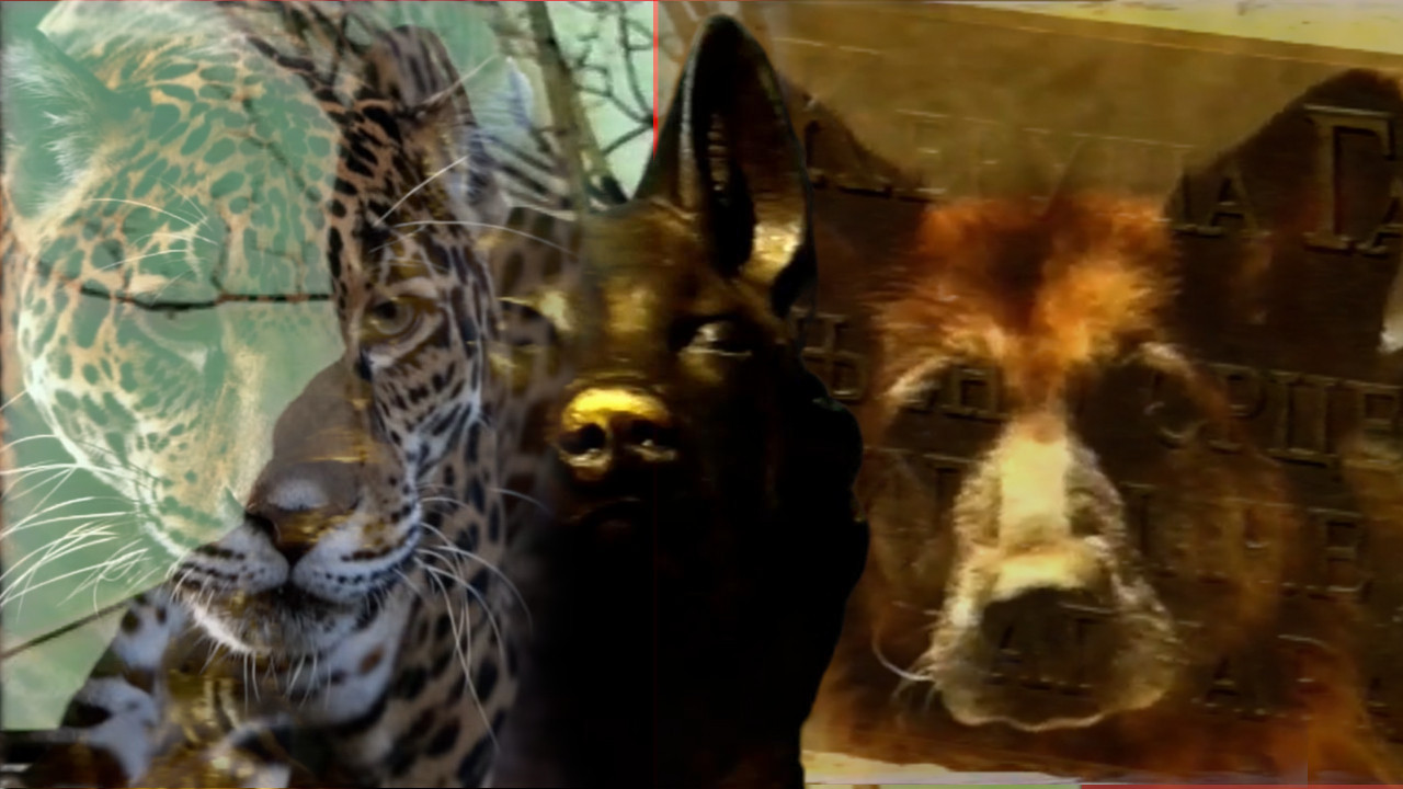 SRCE JAČE OD JAGUARA: Kako je keruša Gabi spasila Beograđane