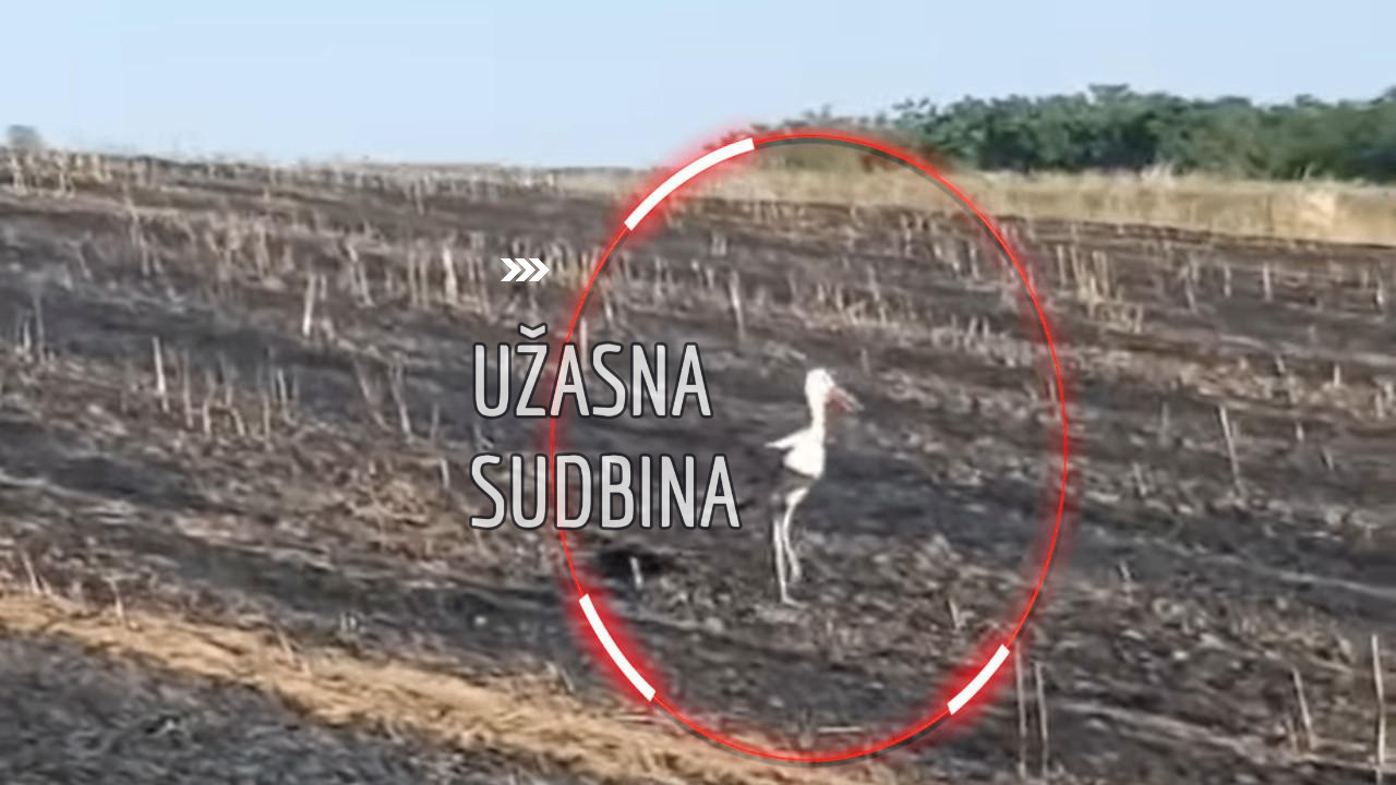 TRAGEDIJA U SRB: Mučan razlog-roda 2 dana ne ide sa zgarišta