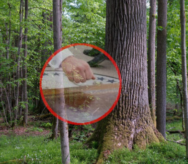 Kako je nastala izreka "da kucnem u drvo"?