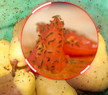 TRIKOVI KOJI DELUJU: Kako se najlakše rešiti voćnih mušica?