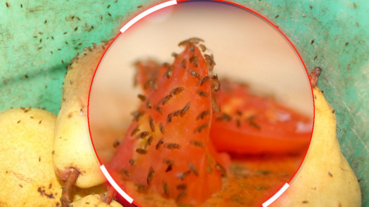 TRIKOVI KOJI DELUJU: Kako se najlakše rešiti voćnih mušica?