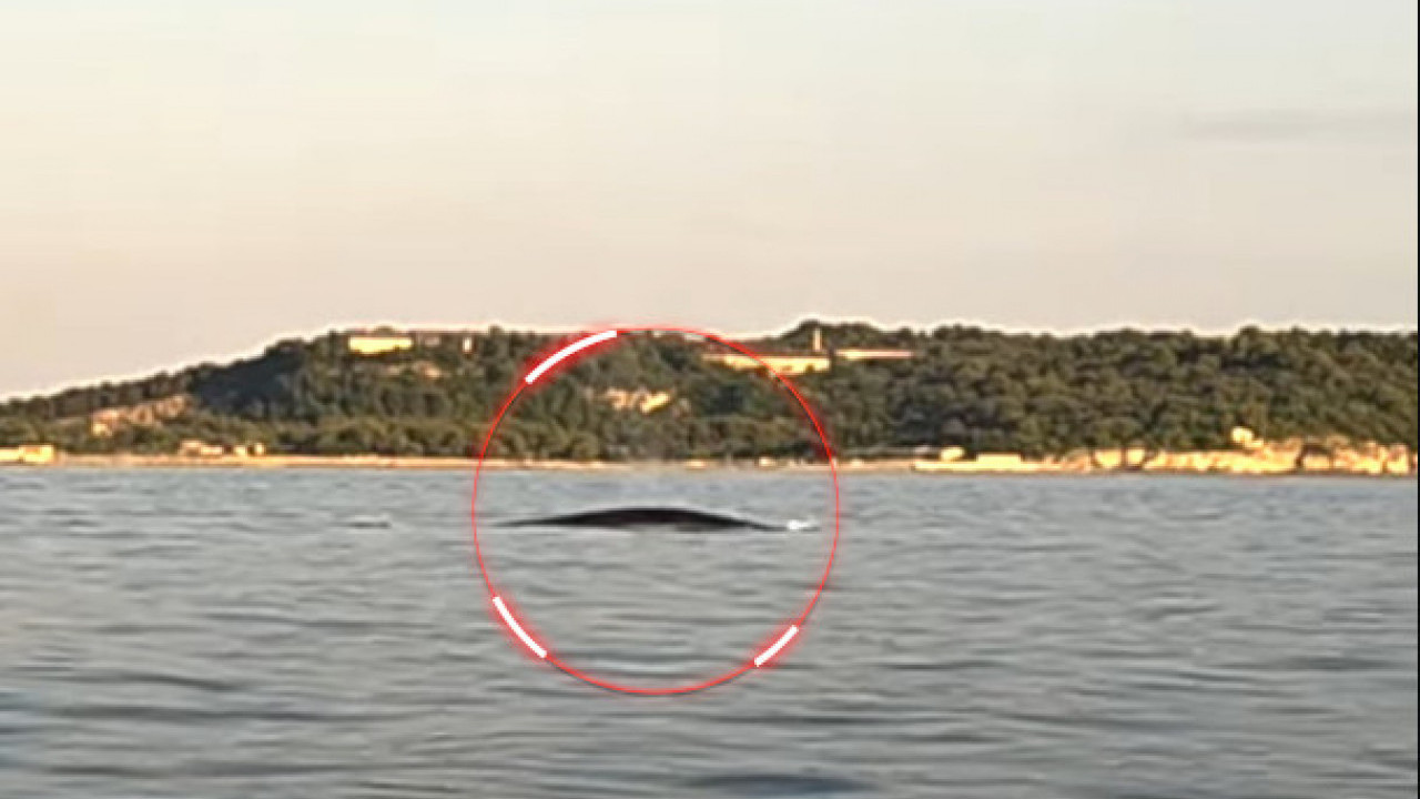 ВЕЛИЧАНСТВЕН ПРИЗОР: Морски див поново снимљен у Јадрану