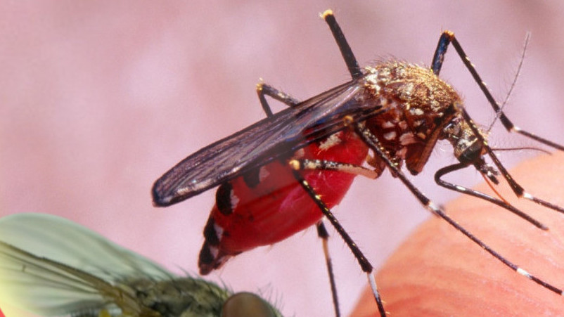 REŠITE SE KOMARACA I MUVA: Ove biljke će vam pomoći u tome