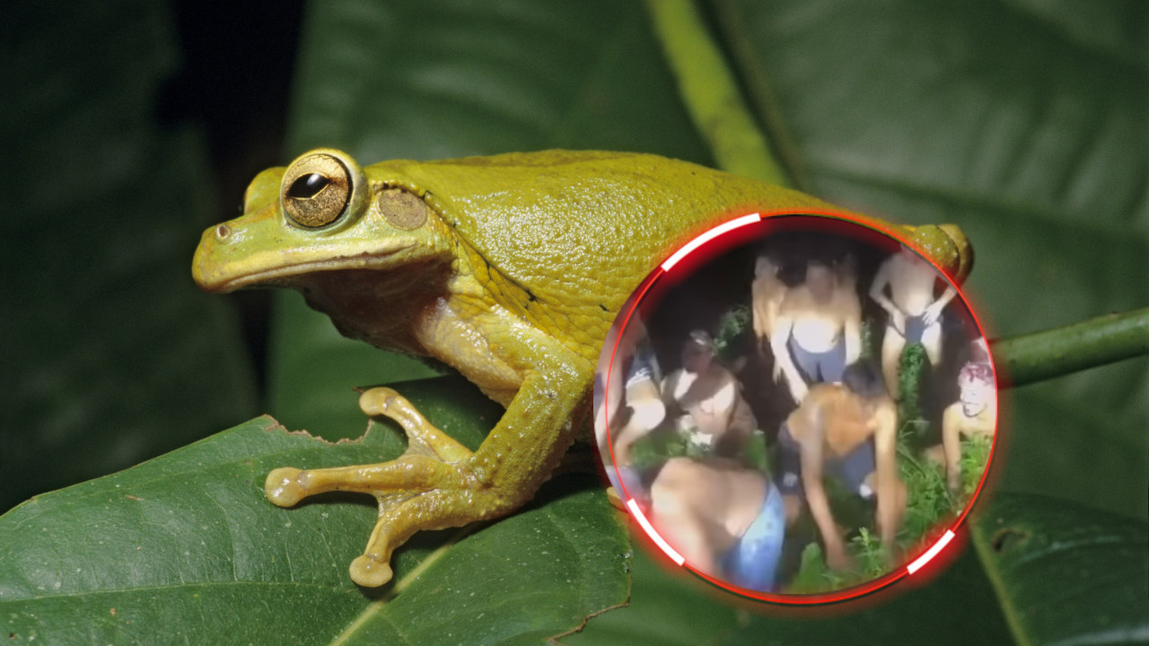 Muškarci odlučili da se ponašaju kao žabe i SNIMAK je hit