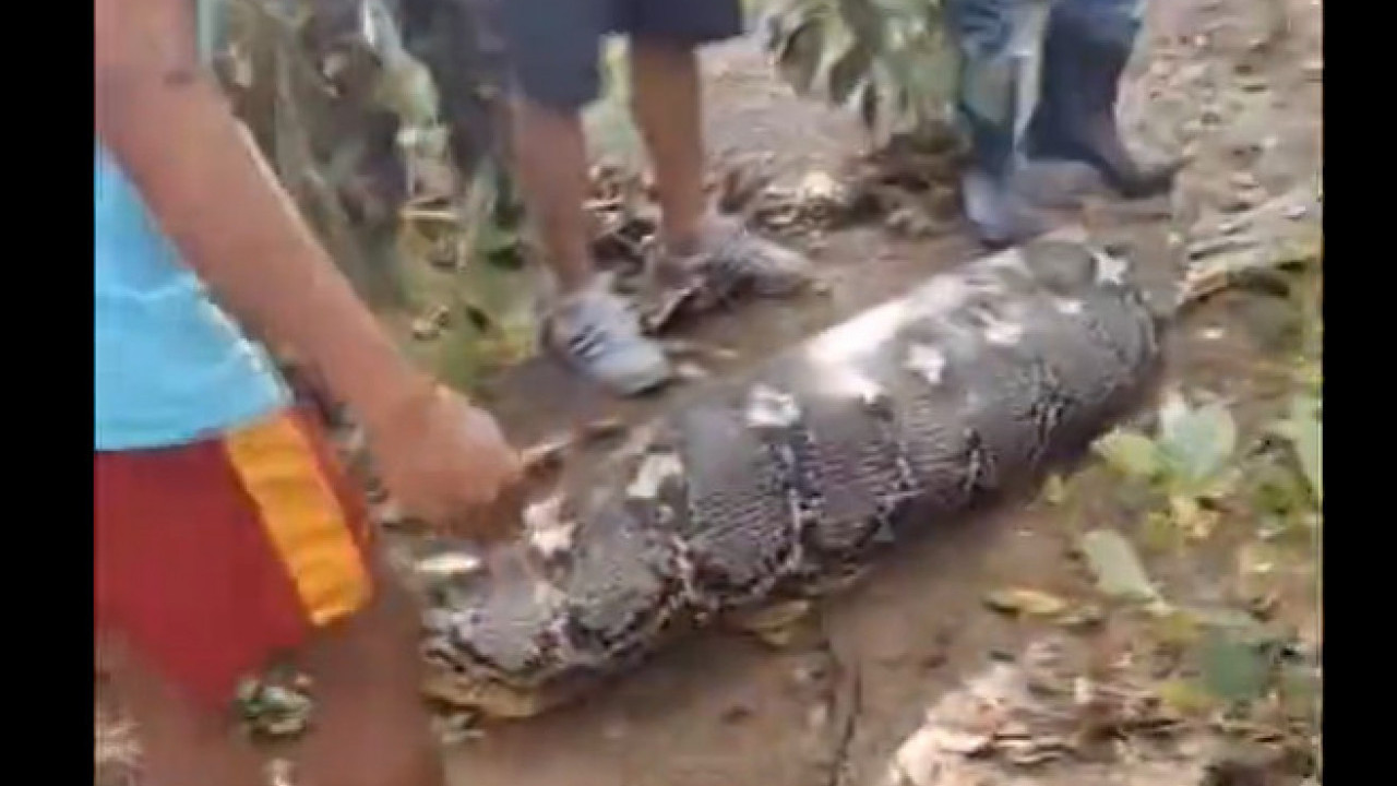 JEZIV SNIMAK: Čoveka progutao piton dug 8,5 metara