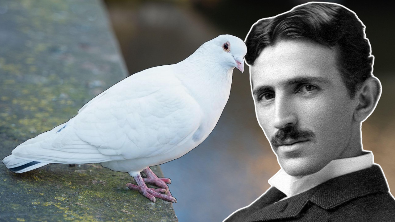 "KAO ŠTO MUŠKARAC VOLI ŽENU" Neobična ljubav Tesle i golubice