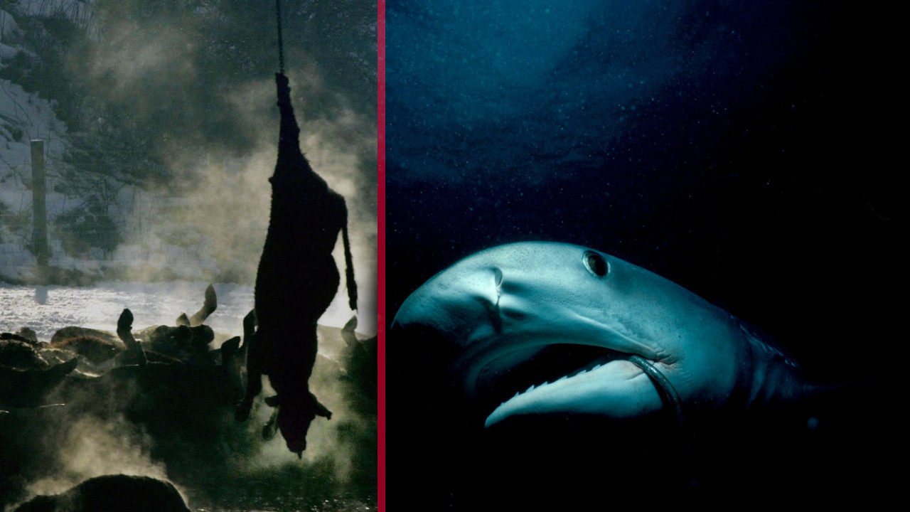 НЕ ВЕРУЈУ ОЧИМА Научници ајкулама спустили леш краве на1629м