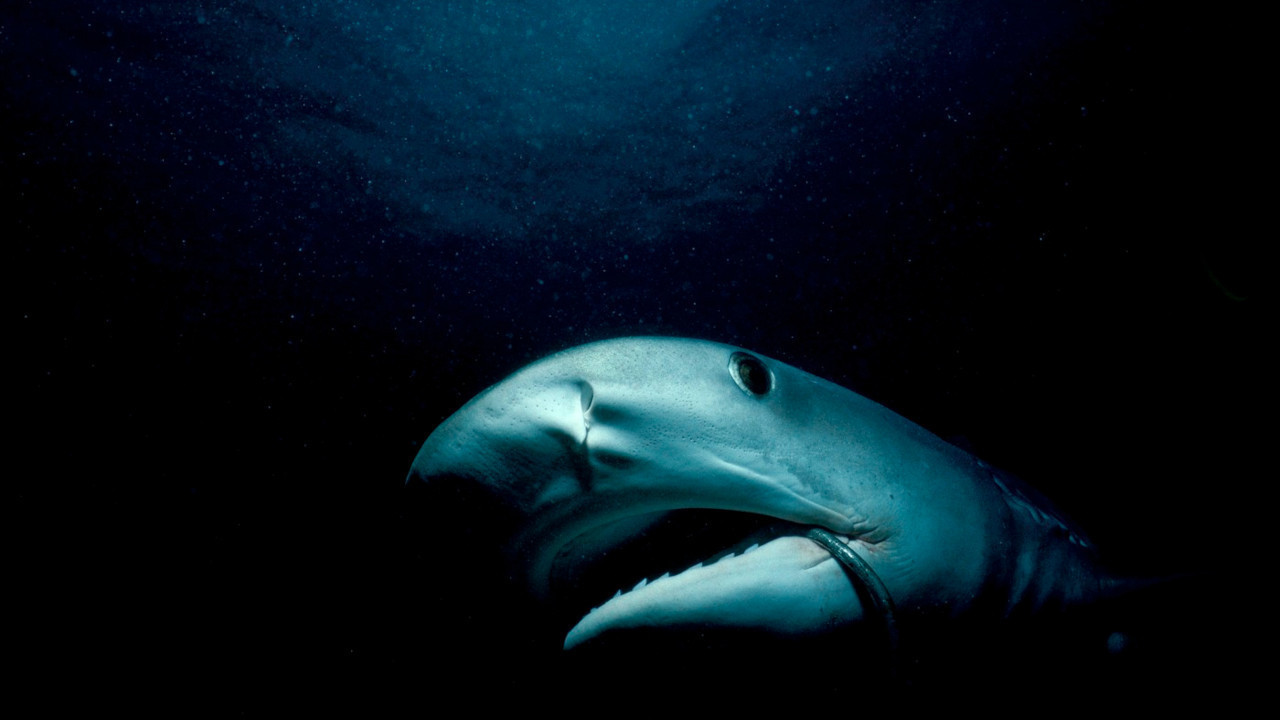 NE VALJA: Naučnici snimili ajkulu u Jadranu,čudno se ponaša