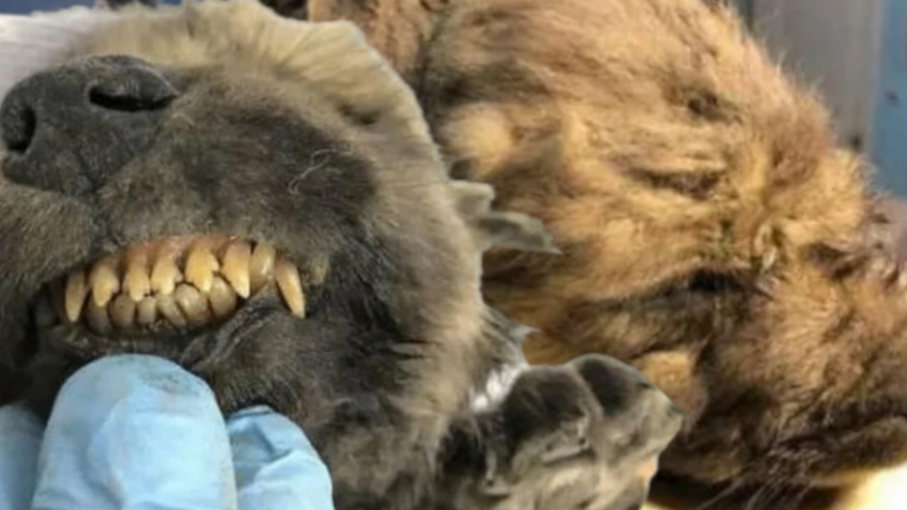 Istraživači su u Sibiru pronašli štene staro 18.000 godina