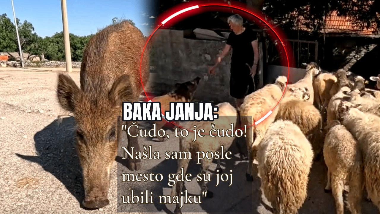 MAJKU JOJ UBILI LOVCI: Divlja svinja čuva ovce bolje od pastira