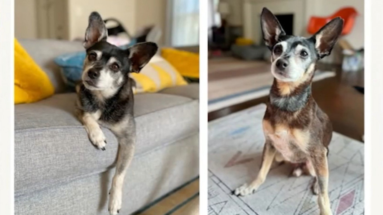 Угинуо им пас, они истог нашли у азилу - истина их шокирала