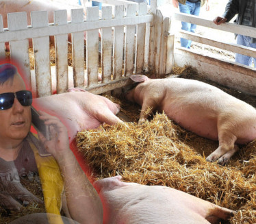 DJ Krmak otkazao koncert zbog SVINJSKE KUGE