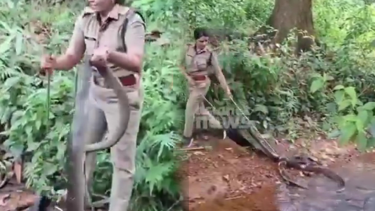 SVET U NEVERICI: Žena uhvatila kobru dugu 6 metara (VIDEO)