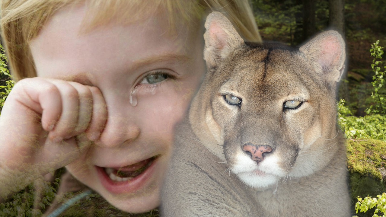 UŽAS ISPRED KUĆE: Puma napala devojčicu u luksuznom Malibuu