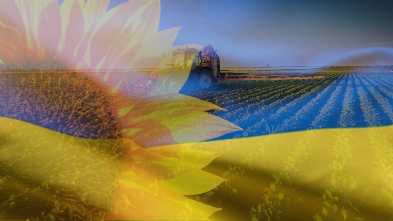 KATASTROFA U UKRAJINI Opustošeni usevi, izgubljena 1/3prinosa