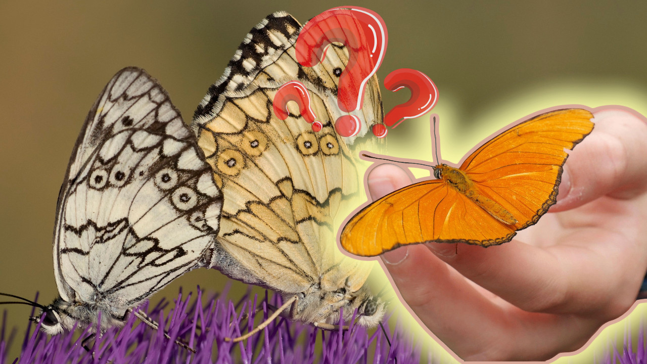 IMA JAKU SIMBOLIKU: Šta znači kada leptir sleti na vas?