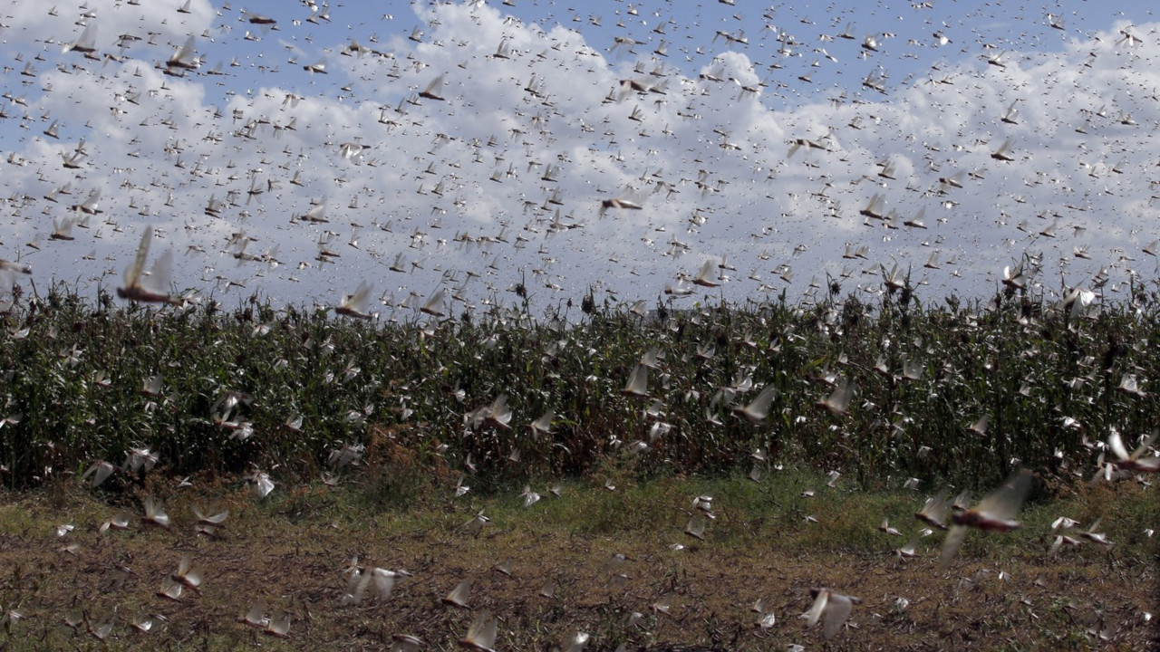 "NAJEZDA BIBLIJSKIH RAZMERA" Milioni insekata napadaju useve