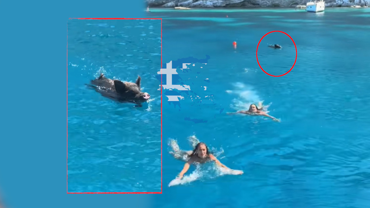 JEVTIĆ OBJAVILA VIDEO: Bežale od divlje svinje u grčkom moru