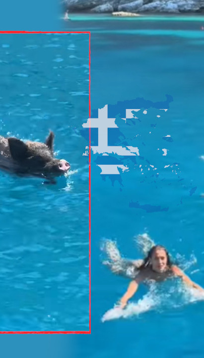 JEVTIĆ OBJAVILA VIDEO: Bežale od divlje svinje u grčkom moru