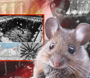 ЗАВРШИО СЕ КАТАСТРОФОМ: Шта је екперимент "Универзум 25"?