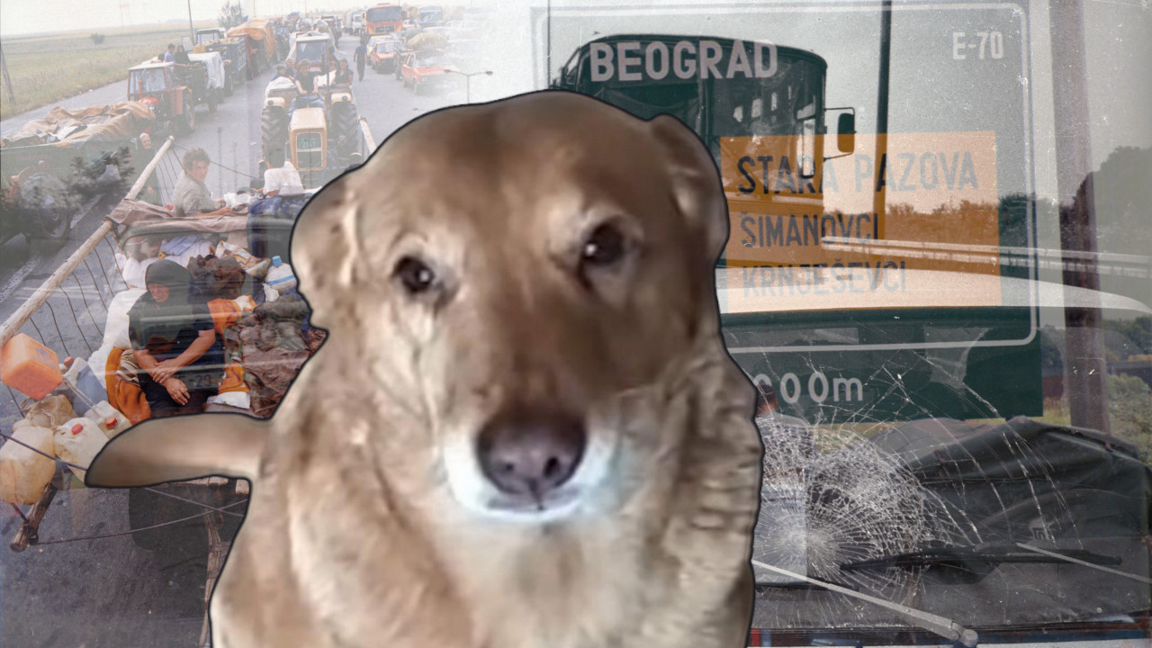 ПУТ ОД 500km: Како је пас 140дана после Олује нашао власнике