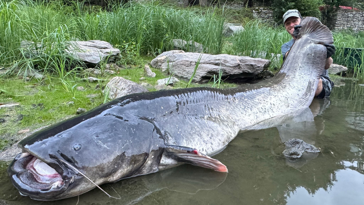 ОБОРИО РЕКОРД: То није сом, то је џин - 268 цм дуг (ФОТО)