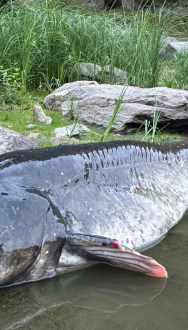ОБОРИО РЕКОРД: То није сом, то је џин - 268 цм дуг (ФОТО)