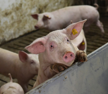 Neverovatno KAKO su to uradili: Ukrali 500 svinja