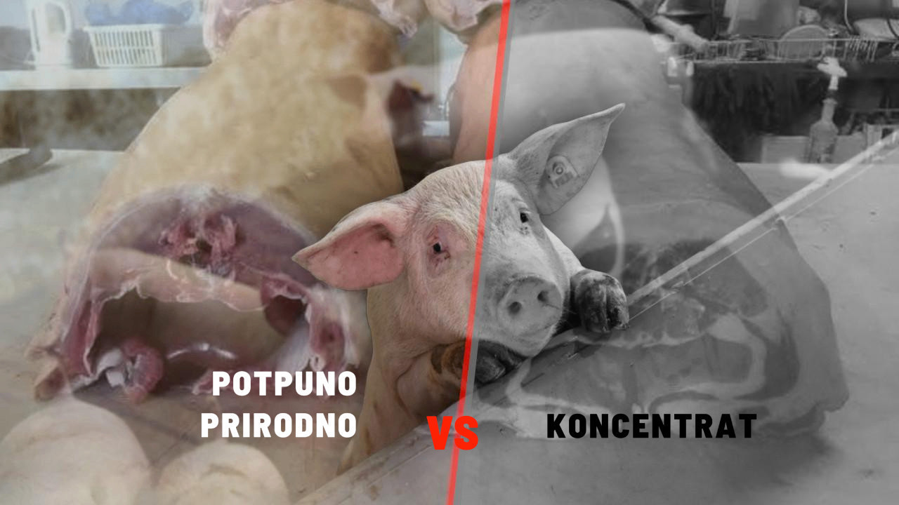 ВИДИТЕ РАЗЛИКУ У МЕСУ: Једна јела природно, друга концентрат