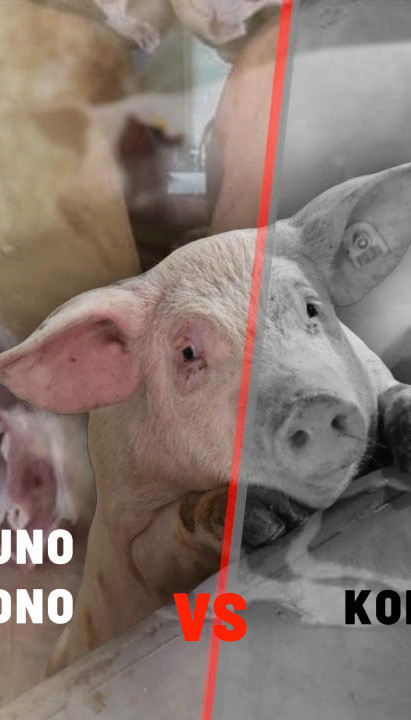 VIDITE RAZLIKU U MESU: Jedna jela prirodno, druga koncentrat